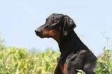 DOBERMANN 923